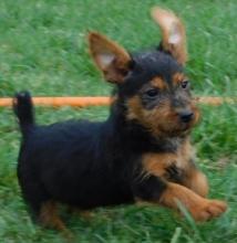 Puppies for sale australian terrier - Russia, Cheboksary