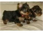 Puppies for sale yorkshire terrier - Latvia, Riga