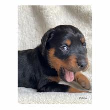 Puppies for sale other breed - Ireland, Cork
