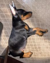 Puppies for sale doberman - Portugal, SetГєbal