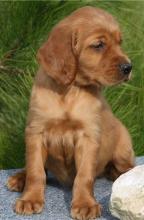 Puppies for sale , golden irish - Ukraine, Kharkiv