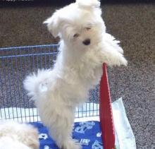 Puppies for sale maltese - Canada, Ontario, St. Catharines–Niagara