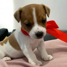 Puppies for sale jack russell terrier - Czech Republic, Bridge