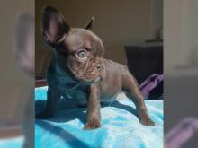 Puppies for sale french bulldog - Denmark, Aalborg