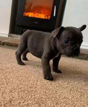 Puppies for sale french bulldog - Denmark, Odense. Price 250 €