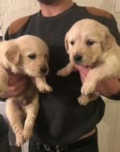 Puppies for sale golden retriever - Georgia, Burn