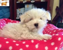 Puppies for sale maltese - Hungary, KecskemГ©t