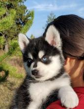 Puppies for sale , pomsky - Spain, Santander