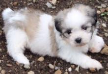 Puppies for sale , shihpom - Turkmenistan, Dashoguz