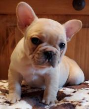 Puppies for sale french bulldog - Russia, Vladikavkaz