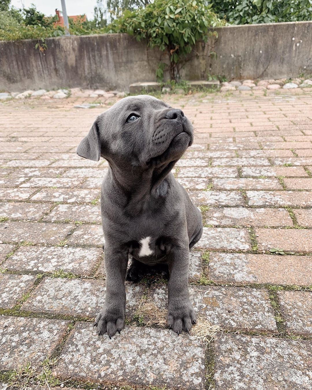 Puppies for sale american staffordshire terrier - Sweden, Helsingborg