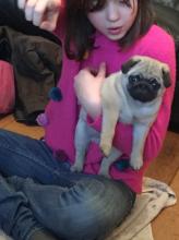 Puppies for sale pug - Kazakhstan, Oral