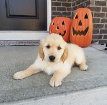 Puppies for sale golden retriever - Italy, Leche