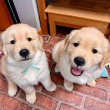 Puppies for sale golden retriever - France, Montpellier