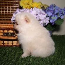 Puppies for sale pomeranian spitz - Austria, Graz