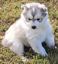 Puppies for sale , siberian husky - Kyrgyzstan, Bishkek