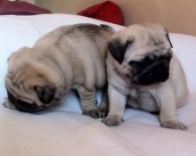 Puppies for sale pug - Azerbaijan, Sumgait