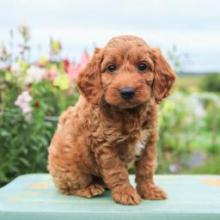 Puppies for sale , cockapoo - USA, Hawaii