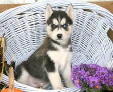 Puppies for sale , siberian husky - Portugal, Almeida