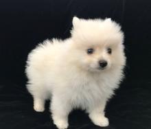 Puppies for sale , pomeranian///// - Finland, Helsinki