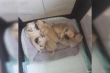 Puppies for sale pug - Turkmenistan, Turkmenabad