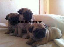 Puppies for sale pug - Azerbaijan, Lankaran