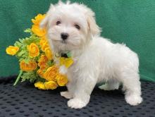 Puppies for sale maltese - Netherlands, Vught