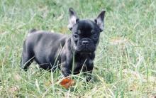 Puppies for sale french bulldog - Netherlands, Maastricht