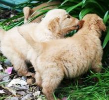 Puppies for sale golden retriever - Ireland, Dingle