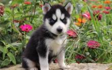 Puppies for sale , siberian husky - Turkmenistan, Dashoguz