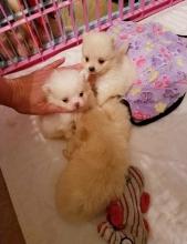 Puppies for sale , pomeranian - Ireland, Dublin