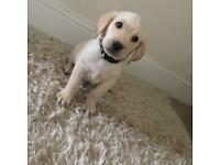 Puppies for sale labrador retriever - United Kingdom, Plymouth