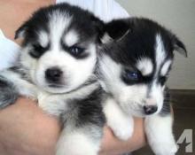 Puppies for sale haski - Czech Republic, Prague