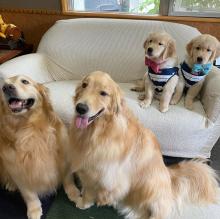 Puppies for sale golden retriever - Italy, Bologna