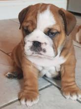 Puppies for sale english bulldog - Ireland, Dublin