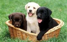 Puppies for sale labrador retriever - Slovakia, Bridge