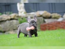 Puppies for sale french bulldog - Kazakhstan, Semipalatinsk