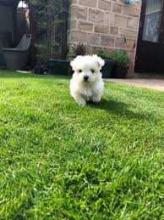 Puppies for sale maltese - United Kingdom, Bristol