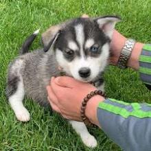 Puppies for sale other breed, pomskys - Tajikistan, Dushanbe