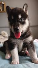 Puppies for sale , siberian husky - Ireland, Laois