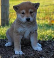 Puppies for sale other breed, shiba inu  - Austria, Linz