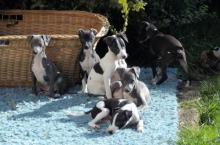 Puppies for sale italian greyhound - United Kingdom, Chesterfield