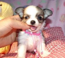 Puppies for sale chihuahua - Slovakia, Dunajska Streda