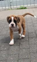 Puppies for sale boxer - Denmark, Aalborg