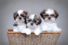Puppies for sale shih tzu - Canada, Manitoba, Winnipeg