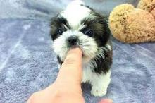 Puppies for sale shih tzu - Netherlands, Groningen