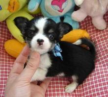 Puppies for sale chihuahua - Italy, Genoa