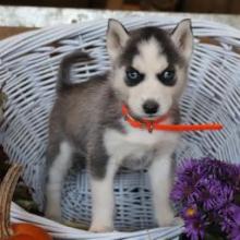 Puppies for sale , siberian husky - United Kingdom, London