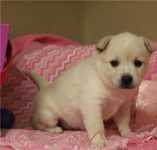 Puppies for sale , alaskan klee kai - Ireland, Ennis