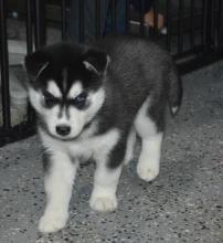 Puppies for sale , siberian husky - Italy, Brescia